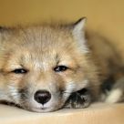 Red Fox