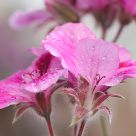 Flor (TMRN 90mm 2.5)
