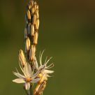 Asphodelus Microcarpus at the sunset