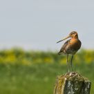 Grutto, Limosa limosa