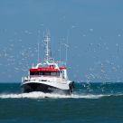 PÃªche et mouettes