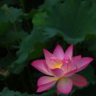 lotus