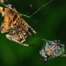 A prey to a spider