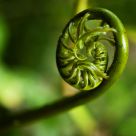 Curl