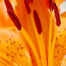 A flowers life source