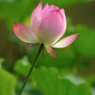Summer Lotus