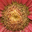 Gerber Daisy