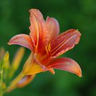 Daylily