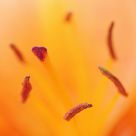 Flower Center V2
