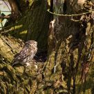 Steenuil, Athene noctua