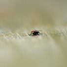 Fly not flying