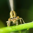 Damselfly