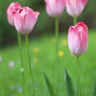 Tulips...