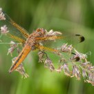 Broad-bodied Chaser