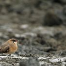 Oriental Pratincole
