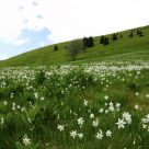 A mountain of flowers