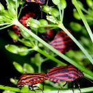 Graphosola lineatum