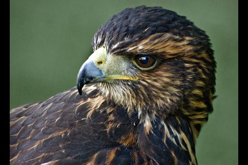 Hawk
