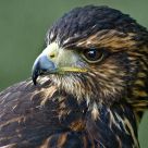 Hawk