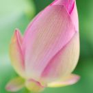 Lotus Dream