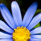 Blue Daisy