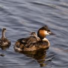 Fuut, Podiceps cristatus
