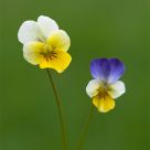 Violette...