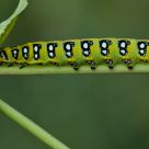 Oruga