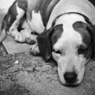 Athens Stray
