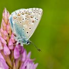 Lysandra bellargus