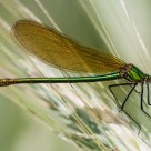 Damselfly