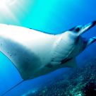 Manta Ray