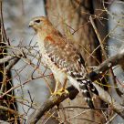 Red Shouldered Hawk