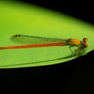 Damselfly