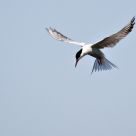 common tern