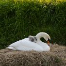 Knobbelzwaan, Cygnus olor