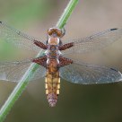 Libellula depressa - Broad-bodied Chaser