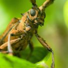Portraiture of Longhorn Beetle