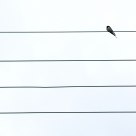 Hirundo rustica