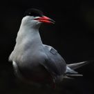 Sterna hirundo