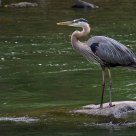 Blue heron