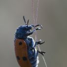 Meloydae