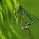 couple d'agrion