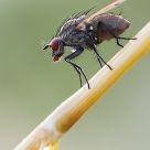 Fly