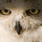 Snowy owl