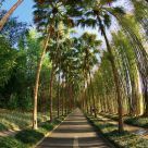 Tropical Street