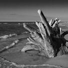 Sunken root