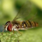 Cernidora