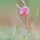 Fritillaria meleagris