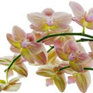 Orchid